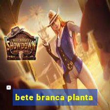 bete branca planta